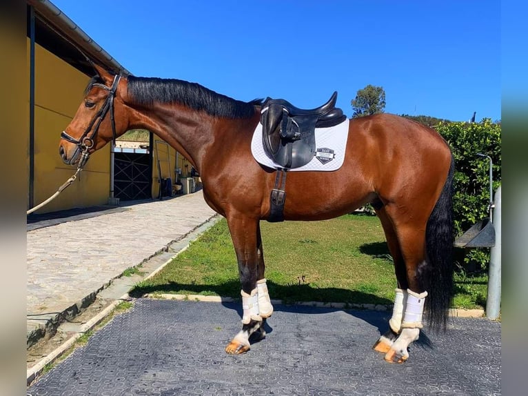 Koń oldenburski Ogier 3 lat 170 cm Gniada in Cadiz