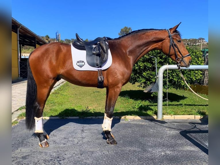 Koń oldenburski Ogier 3 lat 170 cm Gniada in Cadiz