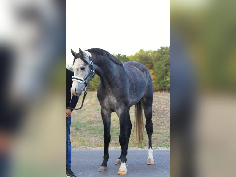 Koń oldenburski Ogier 3 lat 170 cm Siwa in Borsdorf