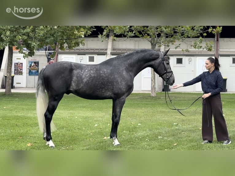 Koń oldenburski Ogier 3 lat 170 cm Stalowosiwy in Szeged