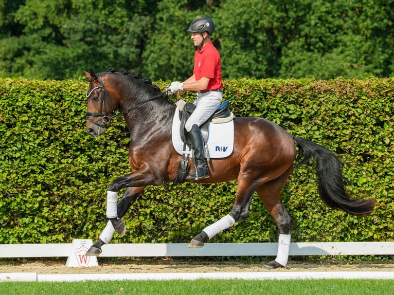 Koń oldenburski Ogier 3 lat 171 cm Gniada in Münster