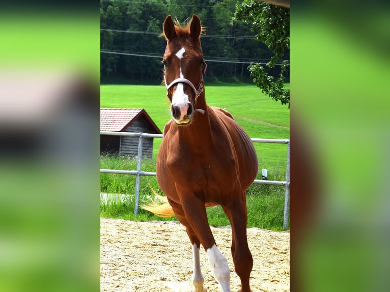 Koń oldenburski Ogier 3 lat 172 cm Ciemnokasztanowata in Isny im Allgäu
