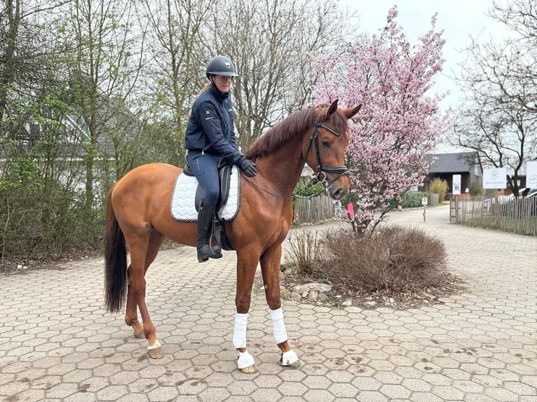 Koń oldenburski Ogier 3 lat 172 cm Kasztanowata in Jesteburg