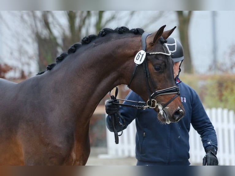 Koń oldenburski Ogier 3 lat 173 cm Gniada in Weeze