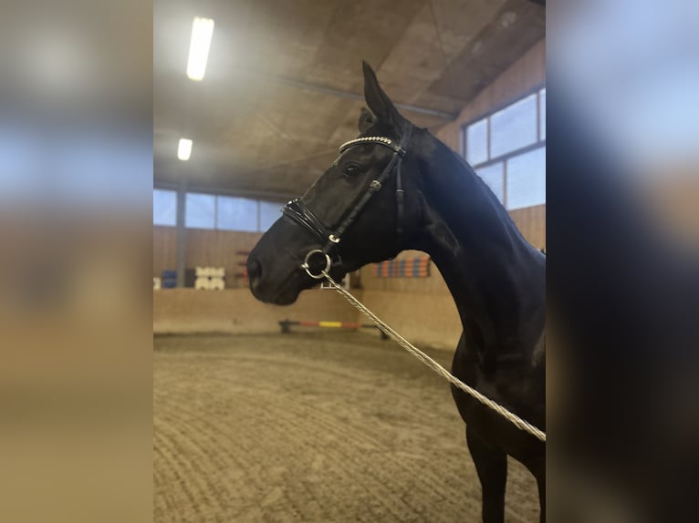 Koń oldenburski Ogier 3 lat 175 cm Kara in Lüdersdorf