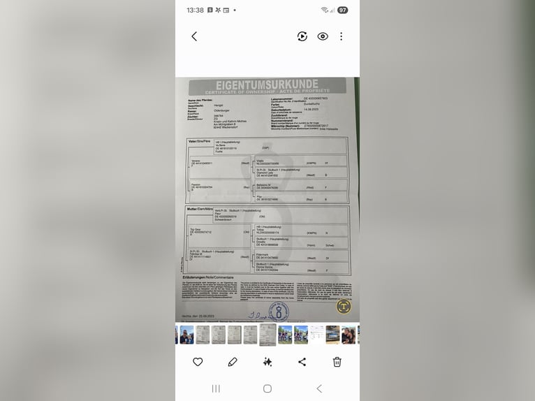 Koń oldenburski Ogier 3 lat Ciemnokasztanowata in Hahnbach