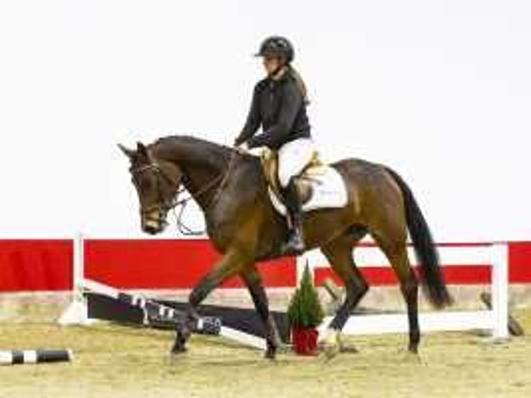 Koń oldenburski Ogier 4 lat 162 cm Gniada in Waddinxveen