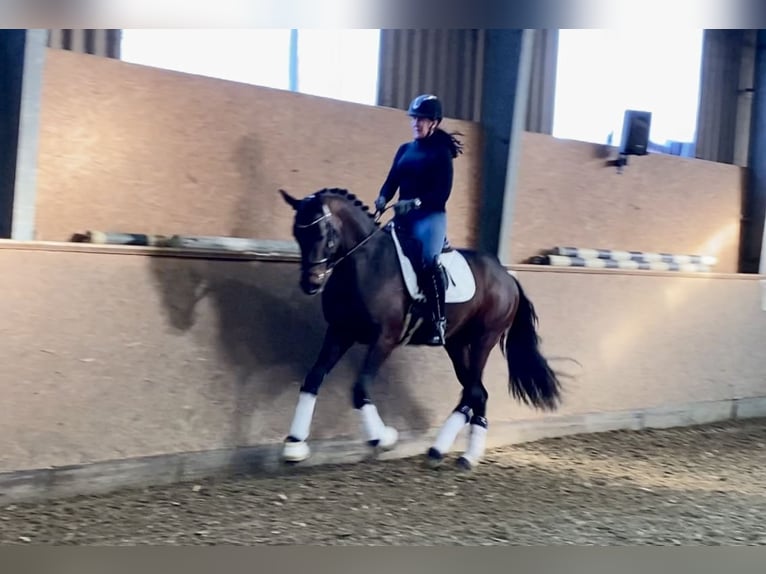 Koń oldenburski Ogier 4 lat 168 cm Ciemnogniada in Hude (Oldenburg)