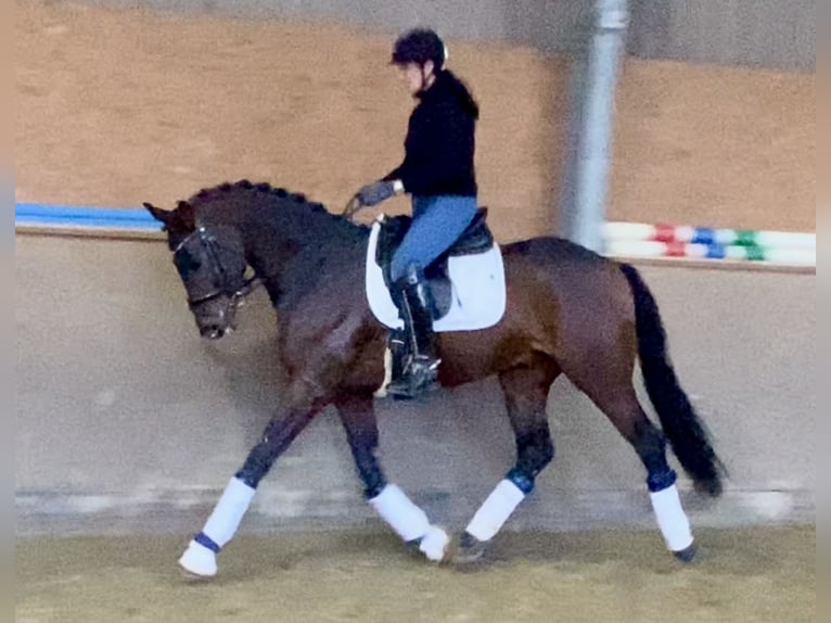 Koń oldenburski Ogier 4 lat 168 cm Ciemnogniada in Hude (Oldenburg)