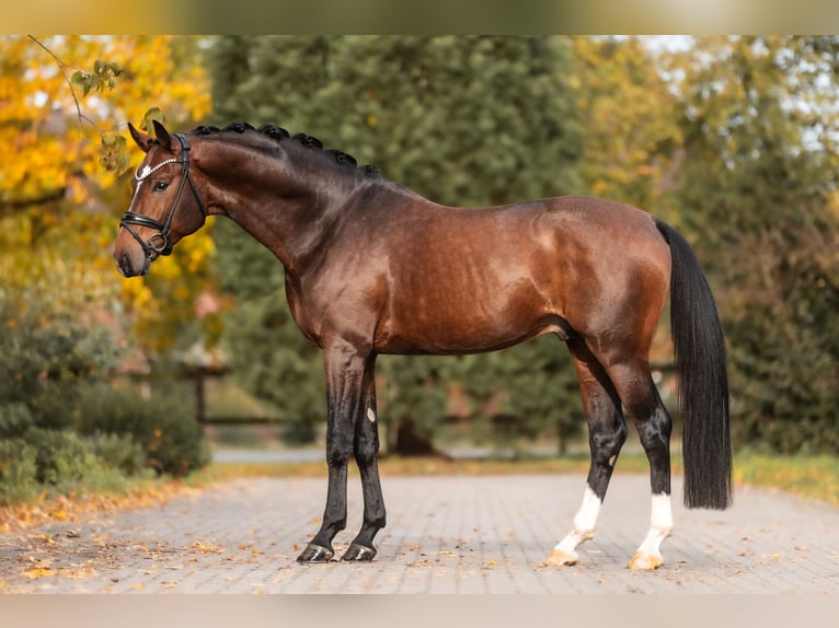 Koń oldenburski Ogier 4 lat 168 cm Gniada in Lippetal
