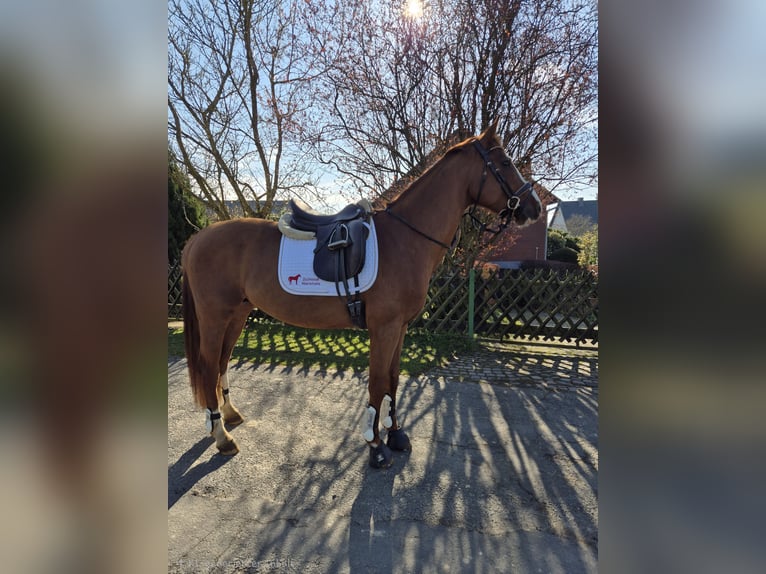 Koń oldenburski Ogier 4 lat 168 cm Kasztanowata in Heidenrod