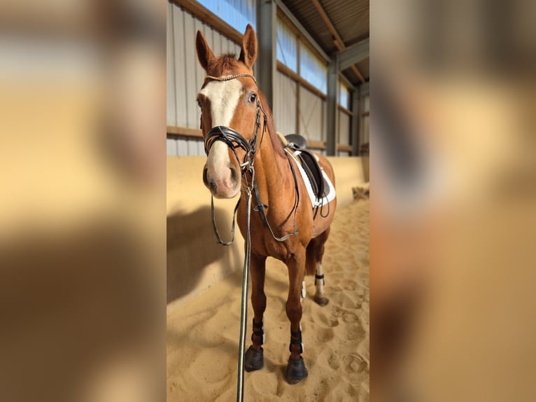 Koń oldenburski Ogier 4 lat 168 cm Kasztanowata in Heidenrod