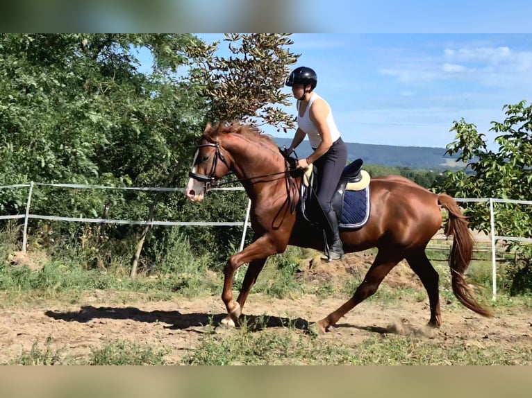 Koń oldenburski Ogier 4 lat 169 cm Kasztanowata in Kielce