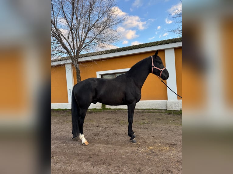 Koń oldenburski Ogier 4 lat 170 cm Kara in Madrid