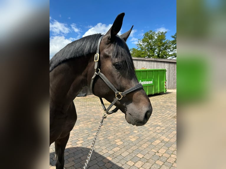 Koń oldenburski Ogier 4 lat 183 cm Skarogniada in Stuhr