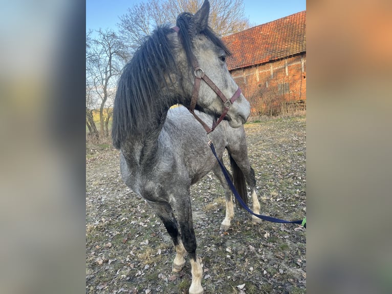 Koń oldenburski Ogier 4 lat Siwa in S&#xF6;llingen