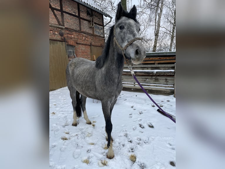 Koń oldenburski Ogier 4 lat Siwa in S&#xF6;llingen