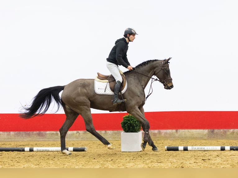 Koń oldenburski Ogier 5 lat 168 cm in Waddinxveen