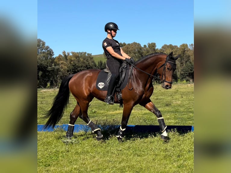 Koń oldenburski Ogier 5 lat 170 cm Jasnogniada in Jimena de la frontera