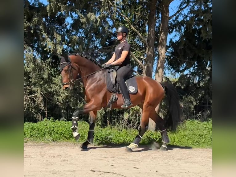 Koń oldenburski Ogier 5 lat 170 cm Jasnogniada in Jimena de la frontera