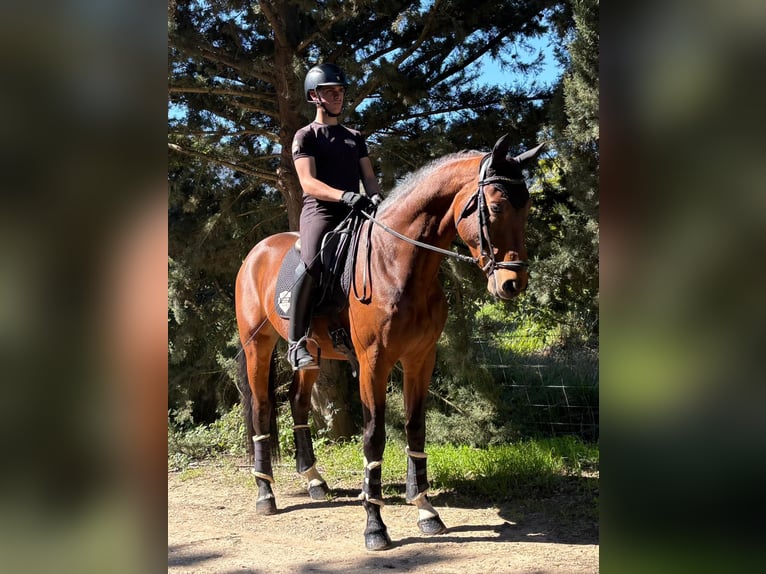 Koń oldenburski Ogier 5 lat 170 cm Jasnogniada in Jimena de la frontera