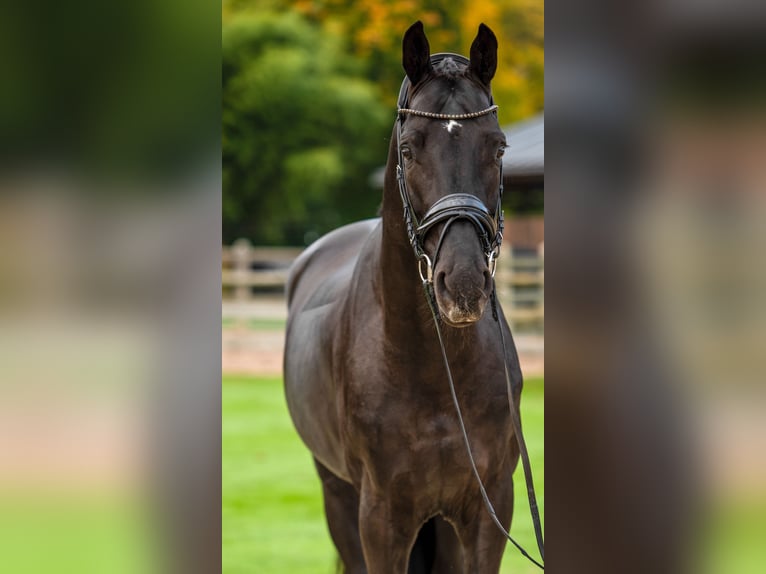 Koń oldenburski Ogier 5 lat 174 cm Kara in Dreieich