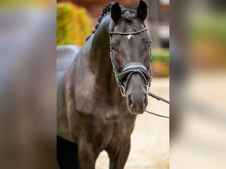 Koń oldenburski Ogier 5 lat 174 cm Kara in Dreieich