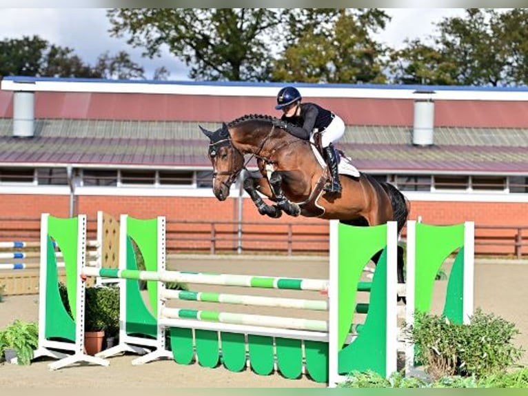 Koń oldenburski Ogier 5 lat Gniada in Steinfeld (Oldenburg)