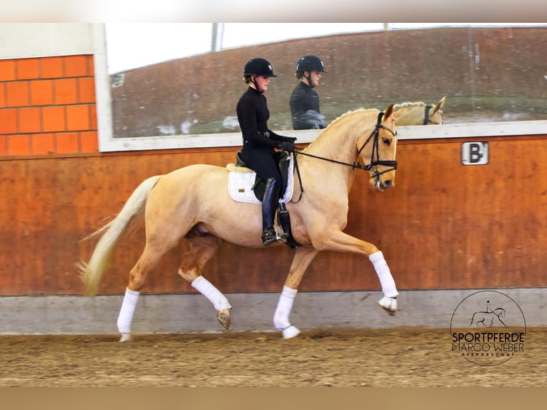 Koń oldenburski Ogier 6 lat 172 cm Izabelowata in Brest