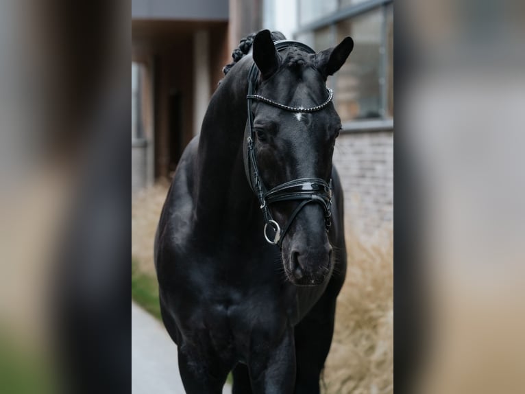 Koń oldenburski Ogier 6 lat 174 cm Kara in Dreieich