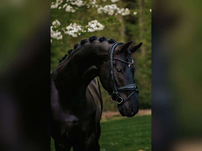 Koń oldenburski Ogier 6 lat 174 cm Kara in Dreieich