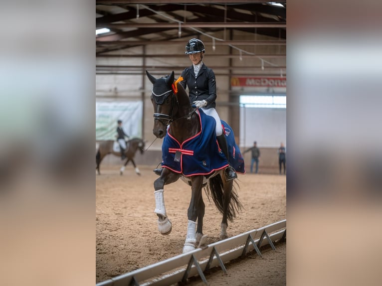 Koń oldenburski Ogier 6 lat 178 cm Ciemnogniada in Stuhr