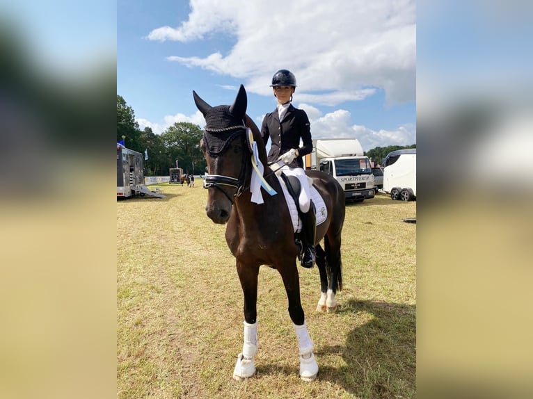 Koń oldenburski Ogier 6 lat 178 cm Ciemnogniada in Stuhr