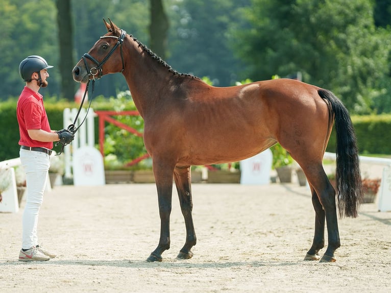 Koń oldenburski Ogier 7 lat 164 cm Gniada in Münster