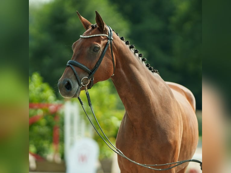 Koń oldenburski Ogier 7 lat 164 cm Gniada in Münster