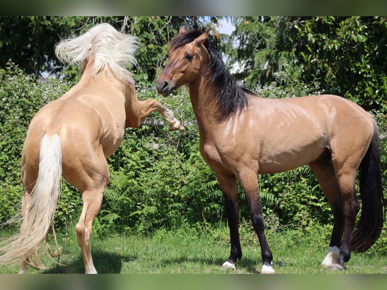 Koń oldenburski Ogier 7 lat 172 cm Izabelowata in Beaumont pied-de-boeuf