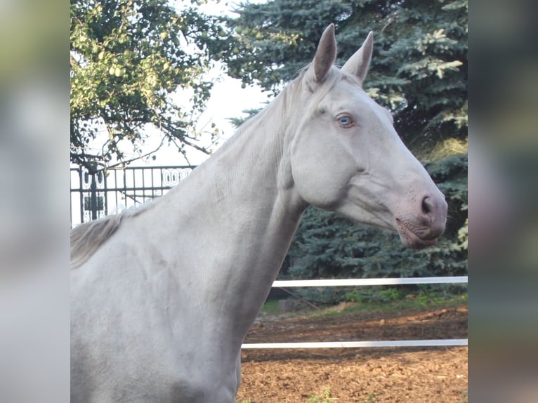 Koń oldenburski Ogier 7 lat 172 cm Izabelowata in Beaumont pied-de-boeuf