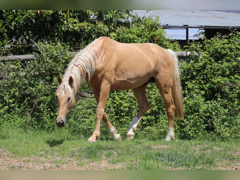 Koń oldenburski Ogier 7 lat 172 cm Izabelowata in Beaumont pied-de-boeuf