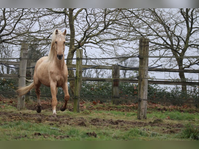 Koń oldenburski Ogier 7 lat 172 cm Izabelowata in Beaumont pied-de-boeuf