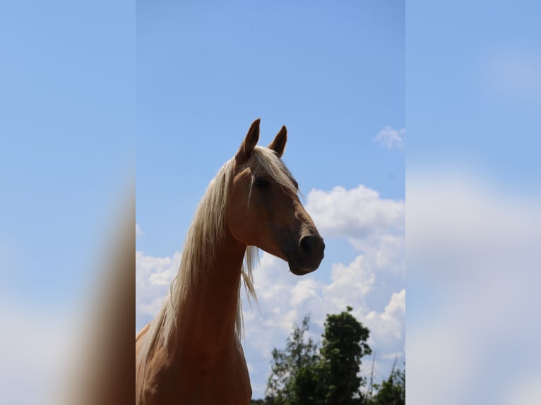 Koń oldenburski Ogier 7 lat 172 cm Izabelowata in Beaumont pied-de-boeuf