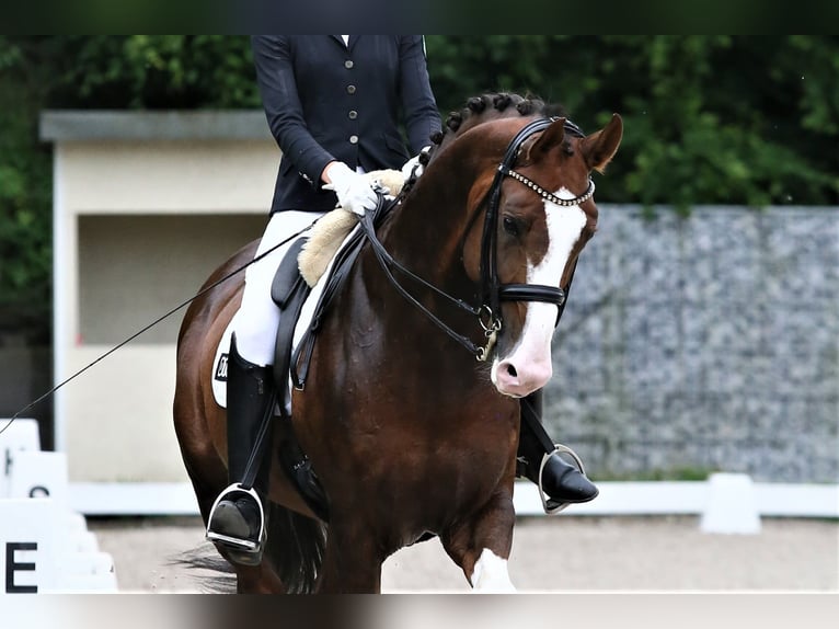 Koń oldenburski Ogier 8 lat 174 cm Ciemnokasztanowata in Unna