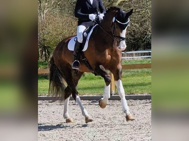 Koń oldenburski Ogier 8 lat 174 cm Ciemnokasztanowata in Unna