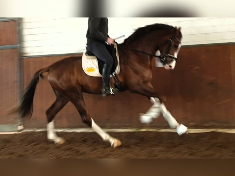 Koń oldenburski Ogier 8 lat 174 cm Ciemnokasztanowata in Visbek