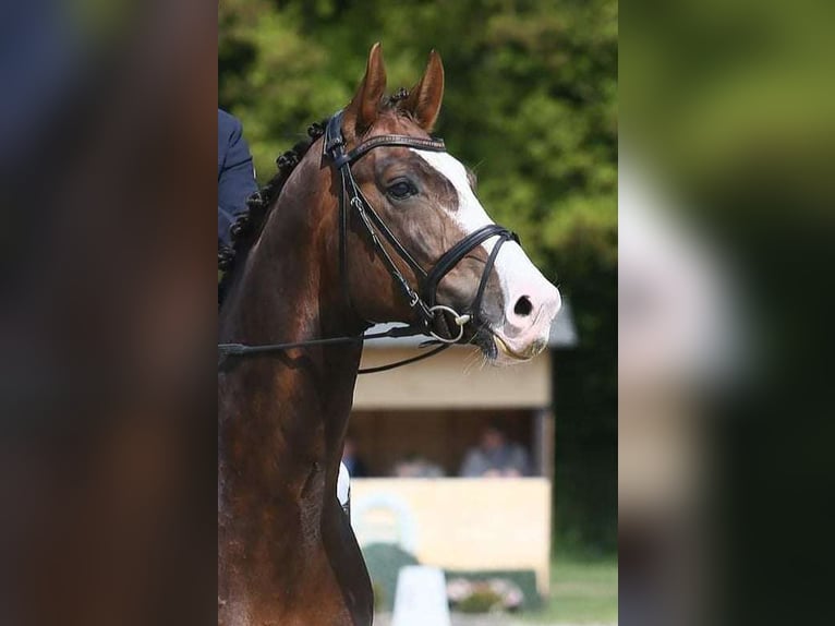 Koń oldenburski Ogier 8 lat 174 cm Ciemnokasztanowata in Visbek