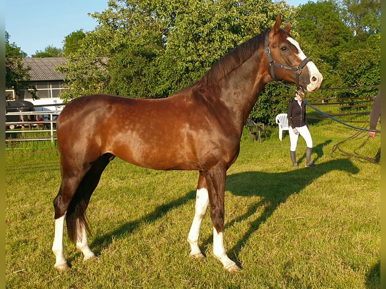 Koń oldenburski Ogier 8 lat 174 cm Ciemnokasztanowata in Visbek