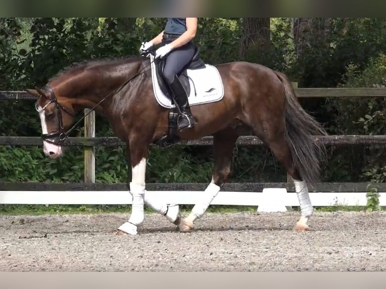 Koń oldenburski Ogier 8 lat 174 cm Ciemnokasztanowata in Visbek