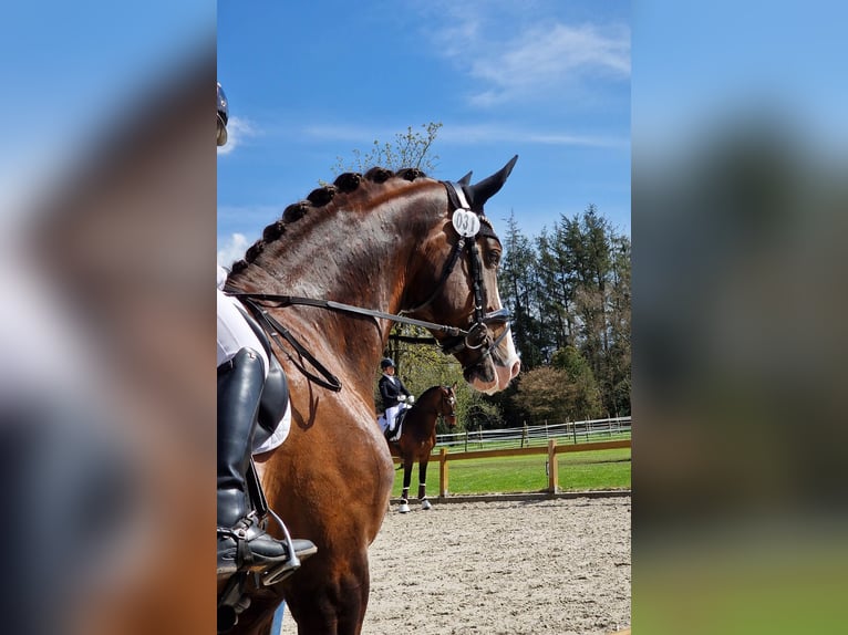 Koń oldenburski Ogier 8 lat 174 cm Ciemnokasztanowata in Visbek