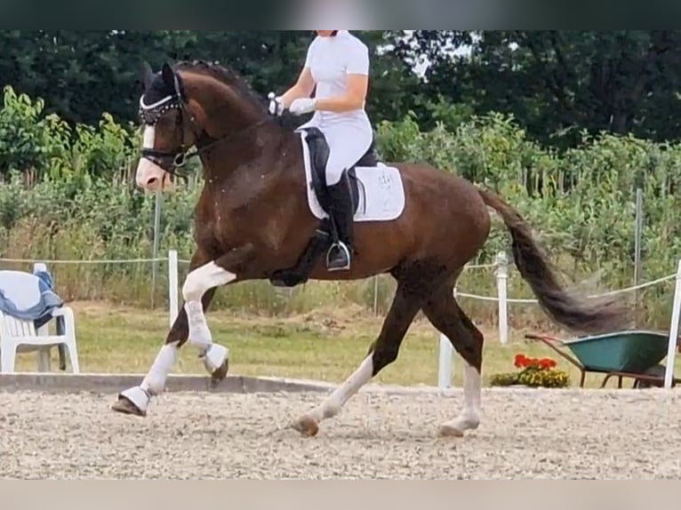 Koń oldenburski Ogier 8 lat 174 cm Ciemnokasztanowata in Visbek