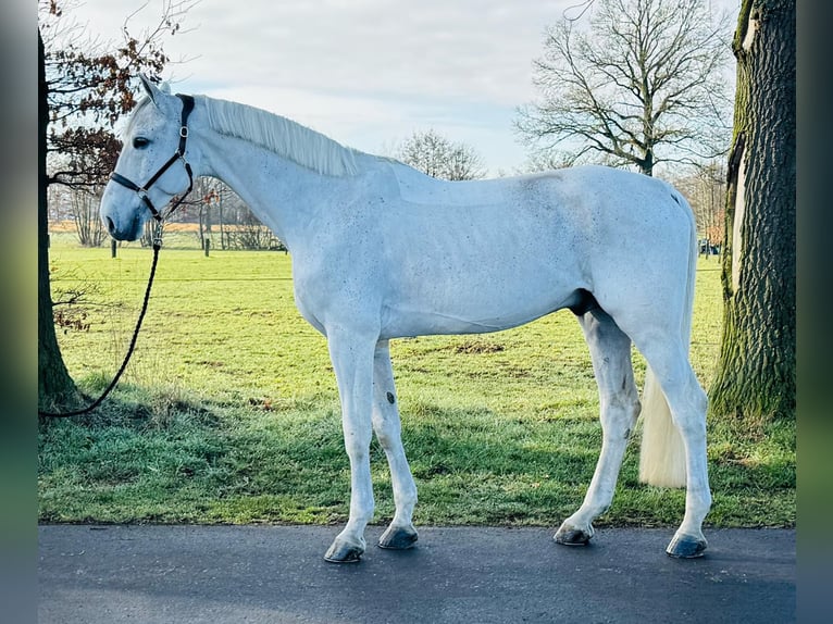 Koń oldenburski Ogier 9 lat 174 cm Siwa in GROTE-BROGEL