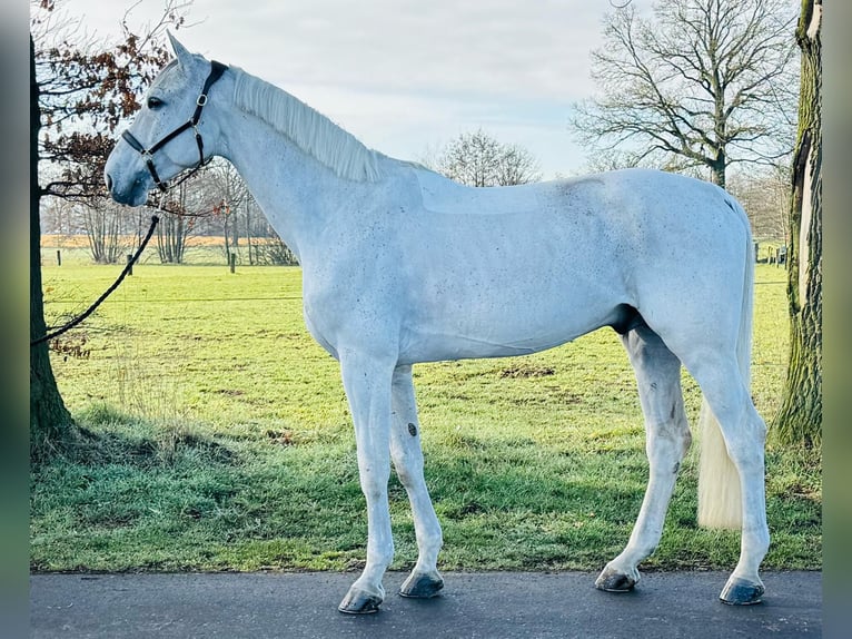 Koń oldenburski Ogier 9 lat 174 cm Siwa in GROTE-BROGEL